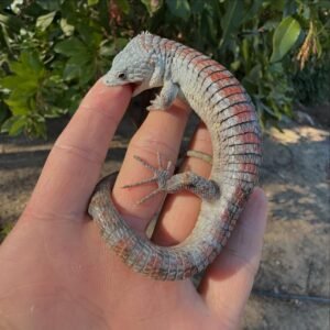 Abronia Lythrochila for Sale | Buy Online