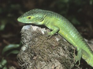 Abronia Smithi for Sale | Captive-Bred Smith's Arboreal