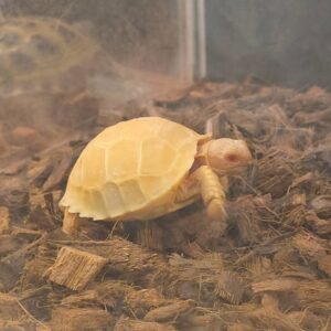 Albino Chinese Softshell Turtle | Tortoises World