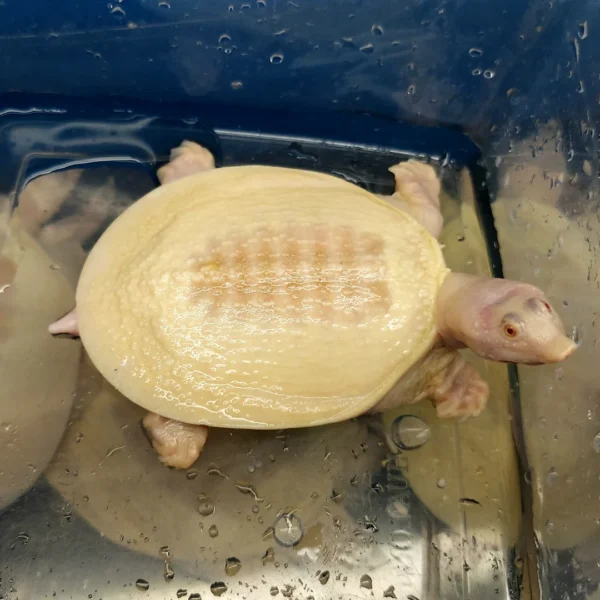 Albino Chinese Softshell Turtle (Pelodiscus sinensis)-Albino-Chinese-Softshell-Turtle-Pelodiscus-sinensis.webp