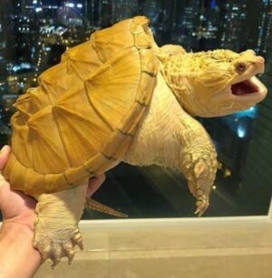 Buy Albino Common Snapper Online | Tortoises World