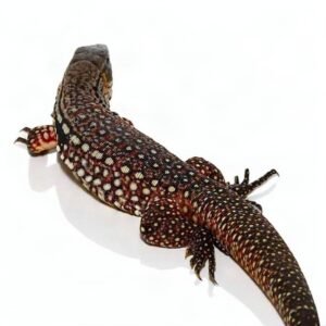 Albino Snowmaker Tegu for Sale | Tortoises World