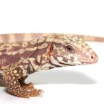 Albino Ultra Purple Tegu #1