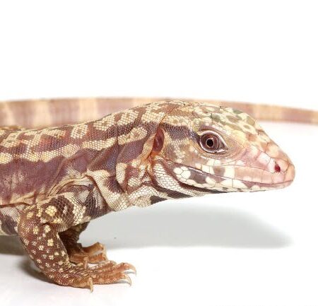 Albino Ultra Purple Tegu #1