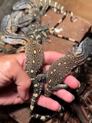 Black Throat Monitor for Sale | Tortoises World