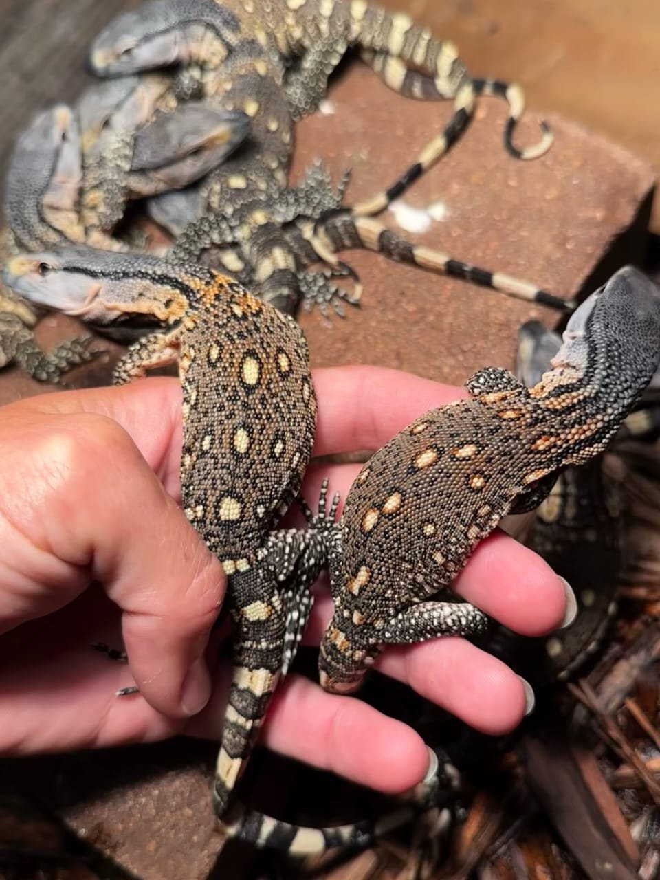 Black Throat Monitor for Sale | Tortoises World