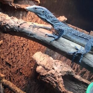 Blue Tree Monitor for Sale | Tortoises World
