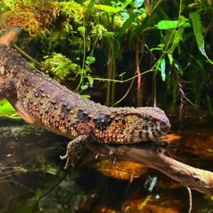 Chinese Crocodile Lizard for Sale | Buy Online