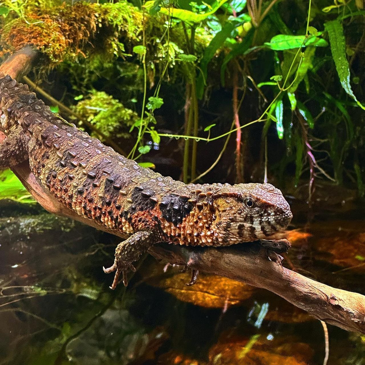 Chinese Crocodile Lizard for Sale | Buy Online