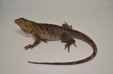 BABY LEWISI HYBRID IGUANA-DSC_0346_3db34763-935c-47a2-bf87-3564f7be1d38_480x.jpg