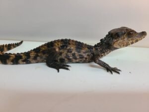 Dwarf Caiman for Sale | Find Dwarf Caimans Online