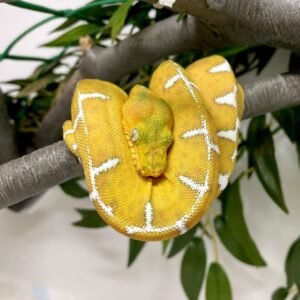 Emerald Tree Boa for Sale | Tortoises World