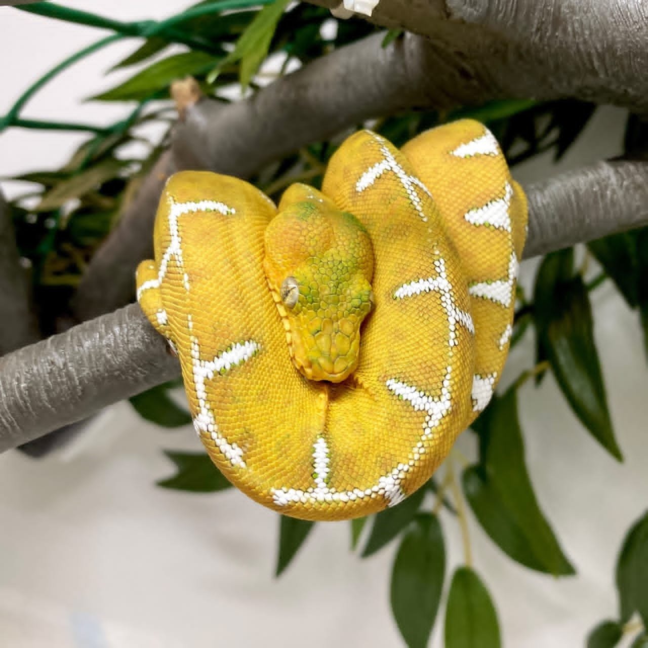 Emerald Tree Boa for Sale | Tortoises World