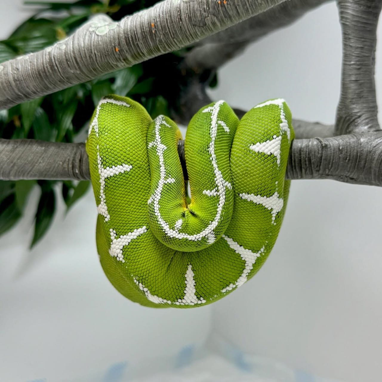 Emerald Tree Boa for Sale | Tortoises World
