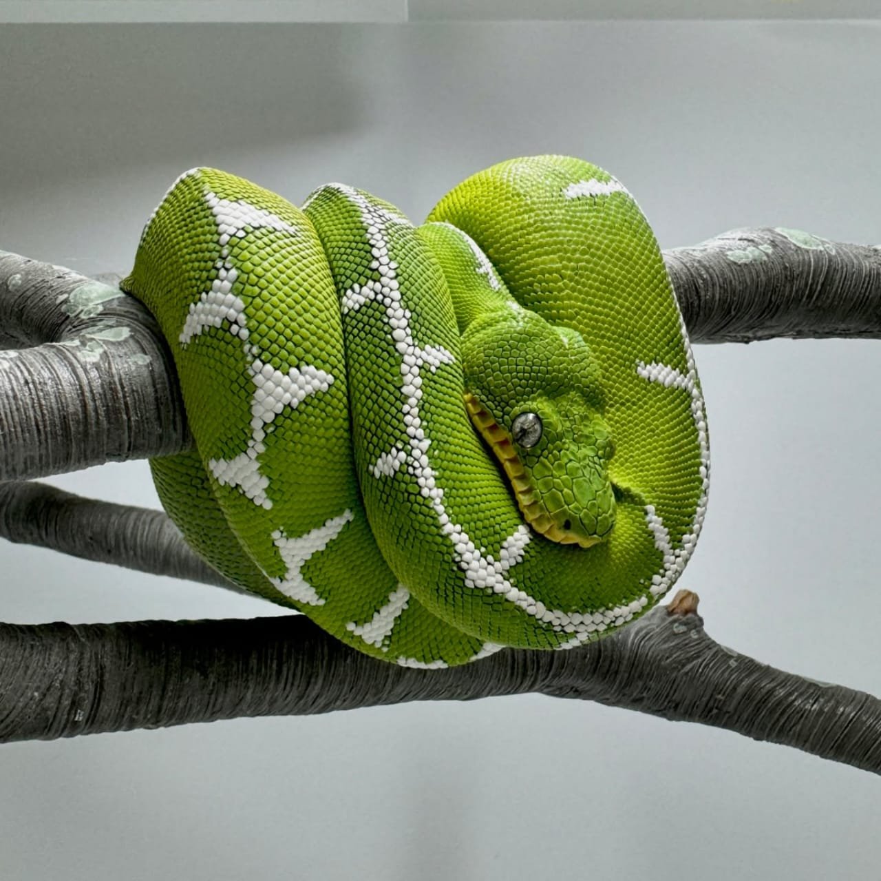 Emerald Tree Boa - Image 3