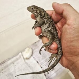 Lewisi Hybrid Cuban Rock Iguana for sale