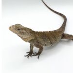 Lewisi Hybrid Cuban Rock Iguana-Lewisi-x-cuban-rock-iguana.jpg