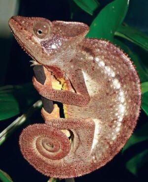 Malagasy Giant Chameleon for Sale | Tortoises World