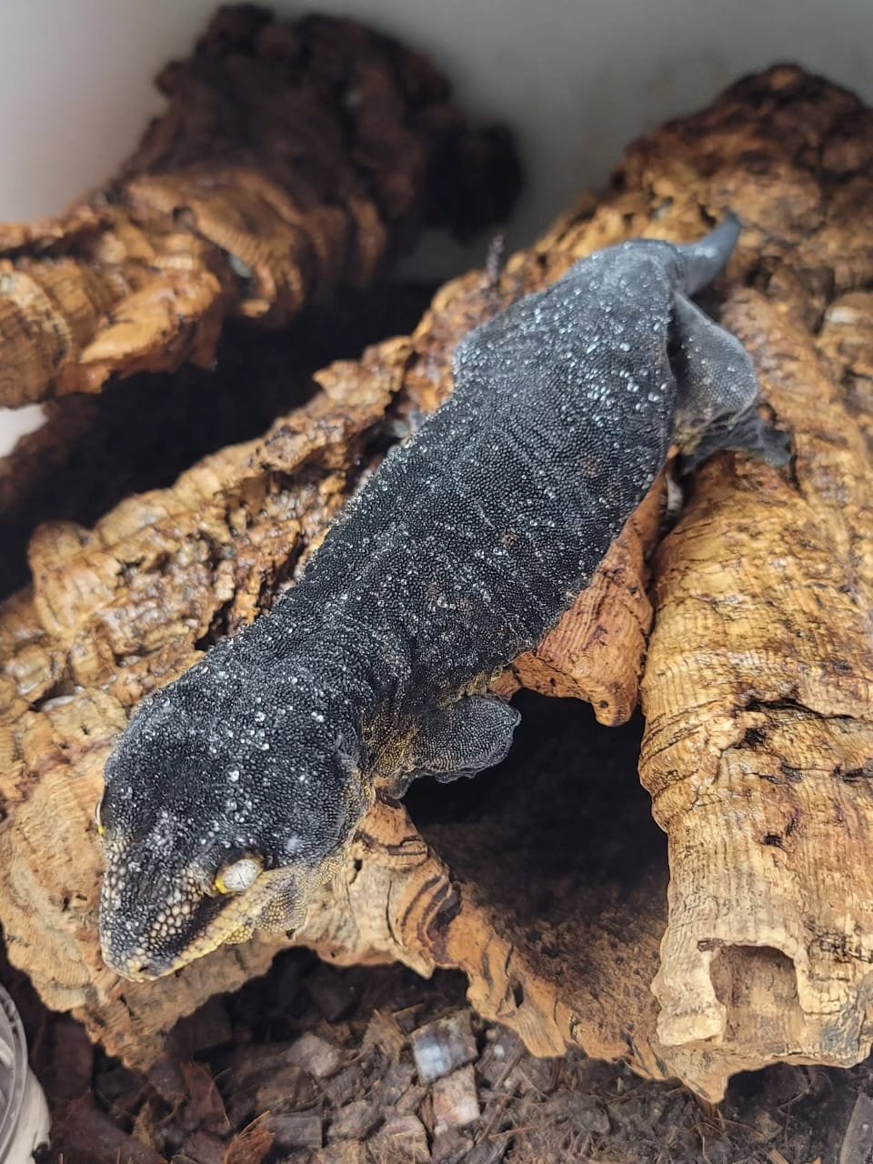 Mt. Koghis Leachianus Gecko for Sale | TortoisesWorld