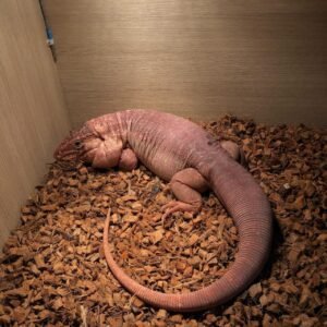 Red Argentine Tegu | Tortoises World