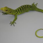 Yellow Tree Monitor-Yellow-Tree-Monitor-baby.jpg