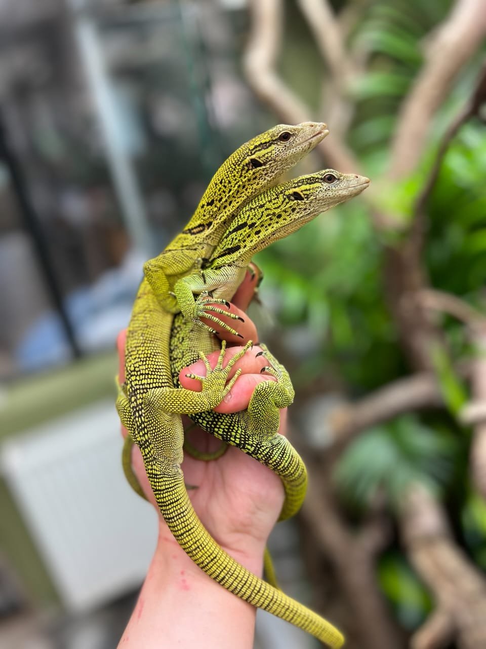 Yellow Tree Monitor Varanus reisingeri captive-bred