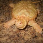 Albino Common Snapper-albino-snapper-1.jpg