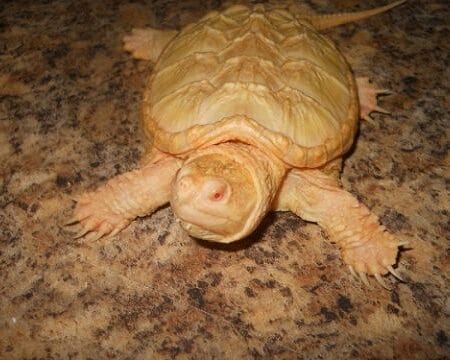 Albino Common Snapper-albino-snapper-1.jpg