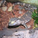 Black Throat Monitor