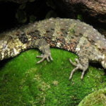 CHINESE CROCODILE LIZARDS-chinese-crocodile-lizard.jpg