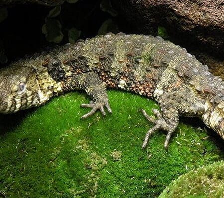 CHINESE CROCODILE LIZARDS-chinese-crocodile-lizard.jpg