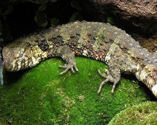 CHINESE CROCODILE LIZARDS-chinese-crocodile-lizard.jpg