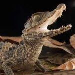 Juvenile Dwarf Caiman-download-3.jpg