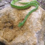 Emerald Tree Boa