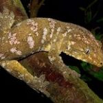 Baby Mt. Koghis Leachianus Gecko-f1fe265d9c12f123ccb0c22012f9c4ac-classroom-pets.jpg