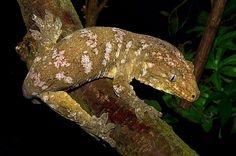 Baby Mt. Koghis Leachianus Gecko-f1fe265d9c12f123ccb0c22012f9c4ac-classroom-pets.jpg