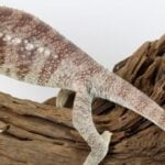 Malagasy Giant Chameleon