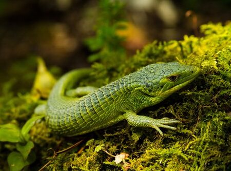 Abronia Smithi-medium.jpg