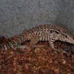 Red Argentine Tegu