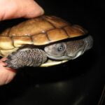 Reimanns Snakeneck-reimanns-snakeneck-turtle-for-sale.jpg