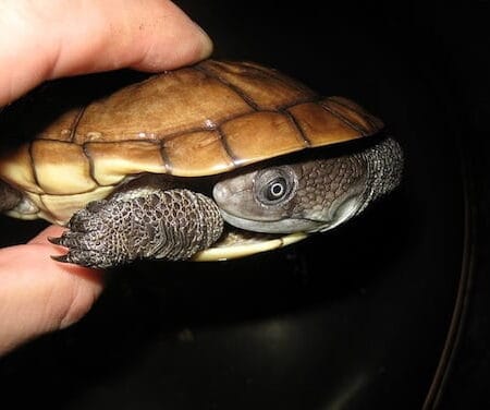 Reimanns Snakeneck-reimanns-snakeneck-turtle-for-sale.jpg