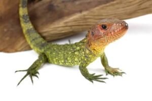 Caiman Lizard for Sale | Available Online