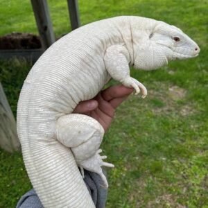 Albino Blue Tegu for Sale | Tortoises World