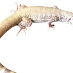 Albino Blue Tegu