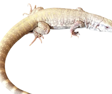 Albino Blue Tegu