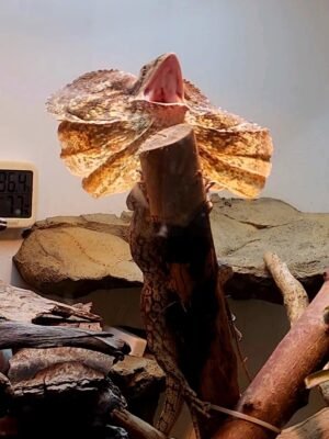 Frilled Dragons for Sale | Tortoises World