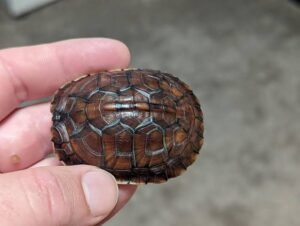 McCord's Box Turtle (Cuora mccordi)