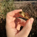 McCord's Box Turtle (Cuora mccordi)