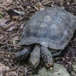 Burmese Black Mountain tortoise
