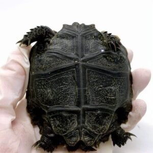 Burmese Black Mountain Tortoise